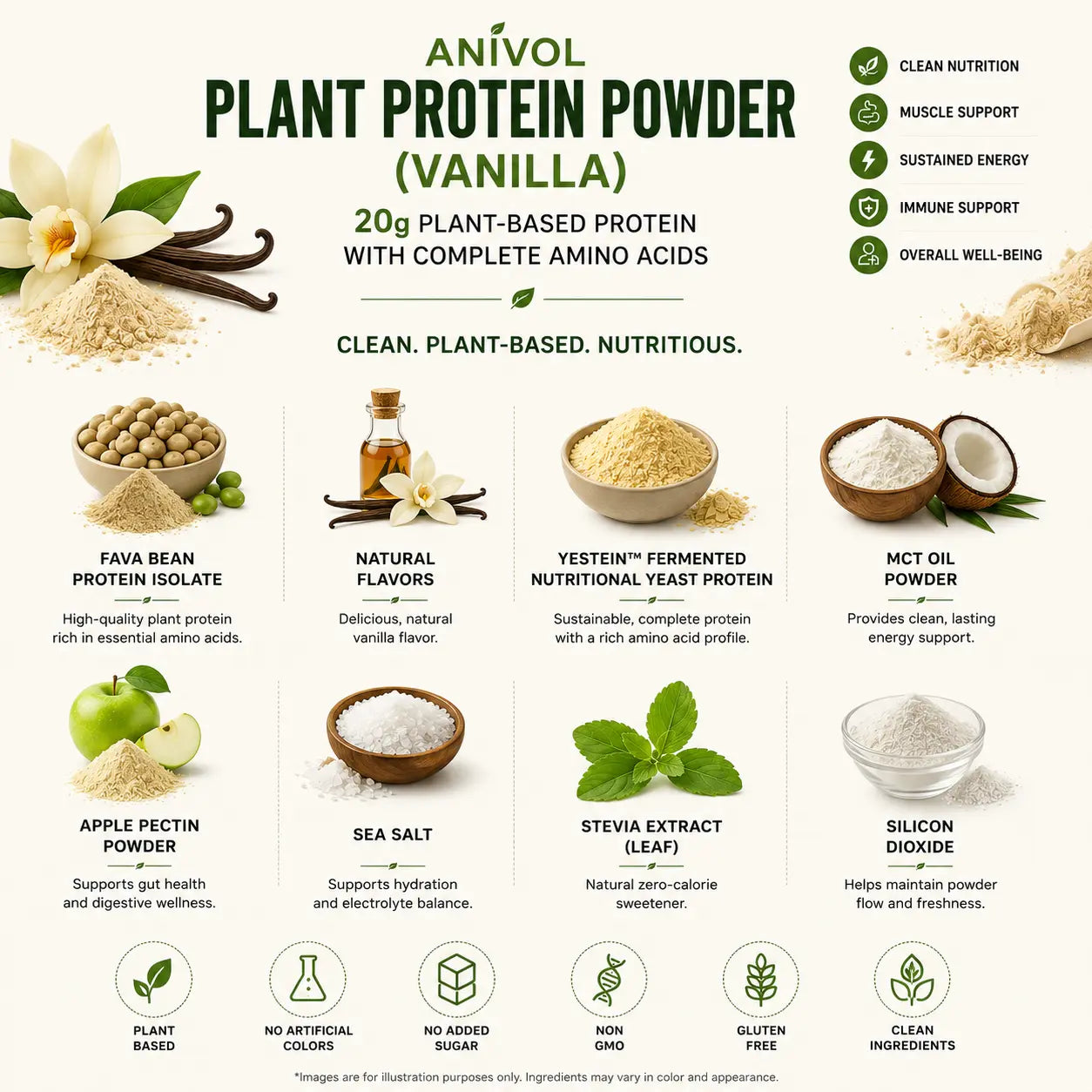 An infographic-style product image for Anivol Plant Protein Powder (Vanilla flavor). The design features a cream background with illustrations and photos of vanilla beans, a vanilla flower, and bowls of the light beige protein powder, along with text detailing its benefits, ingredients, and health support claims.